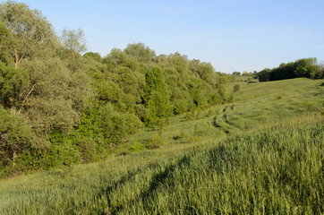 Sunny spring morning on meadow near river. Scenic rural landscape. Spring sunny background.