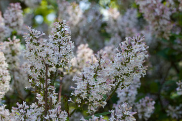 Macro view of late blooming Korean lilac flowers