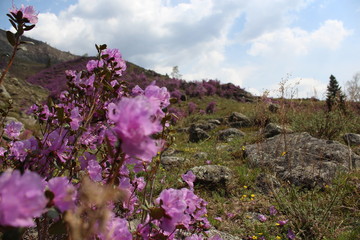Blooming of the rhododendron ledebourii in the Altai mountains