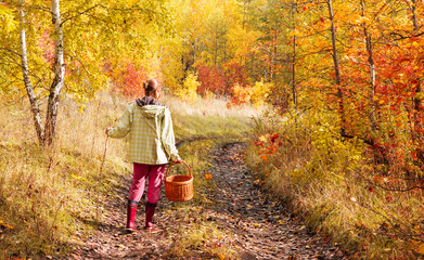 Woman with wicker basket for mushrooms and berries walking in the forest autumn sunny day