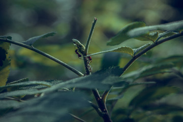 ants graze a colony of aphids