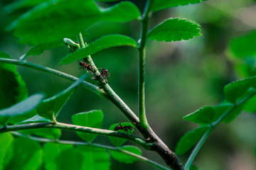 ants graze a colony of aphids