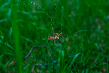 butterfly sits on a green leaf