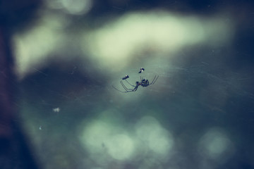 the spider sits on the web next to its victims