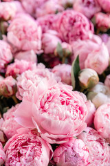 Floral carpet or Wallpaper. Background of pink peonies. Morning light in the room. Beautiful peony flower for catalog or online store. Floral shop and delivery concept . © malkovkosta