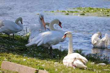 swans and pelican