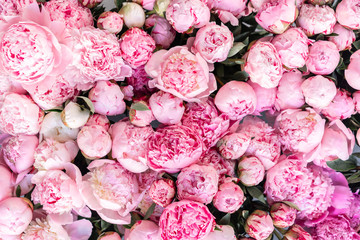 Floral carpet or Wallpaper. Background of pink peonies. Morning light in the room. Beautiful peony flower for catalog or online store. Floral shop and delivery concept . © malkovkosta