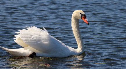 Obraz na płótnie Canvas floating swan