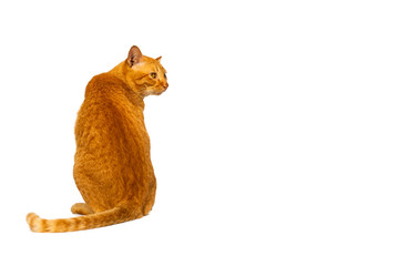 Beautiful  and smart orange young cat  or tabby sit back isolated on white background with clipping path