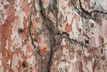 Texture of pine bark. Tree or pine in the forest. Background of tree bark.