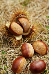 Chestnuts with spike on ground 