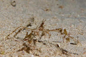 Underwater close-up photography of a decorator crab (Pulau Bangka, North Sulawesi/Indonesia)
