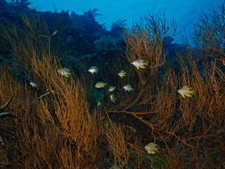 Fototapeta na wymiar Damsel fish between black coral.