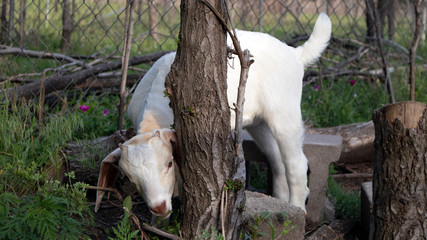 Young white goat