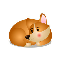 Cute corgi dog sleeping in room corner in circle