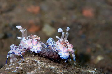 Incredible underwater world - Hymenocera picta - Harlequin shrimp. Eating/feeding starfish. Underwater macro photography. Tulamben, Bali, Indonesia.