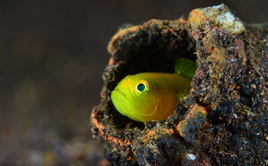 Underwater world - Yellow pygmy-goby - Lubricogobius exiguus. Diving, macro photography. Tulamben, Bali, Indonesia.