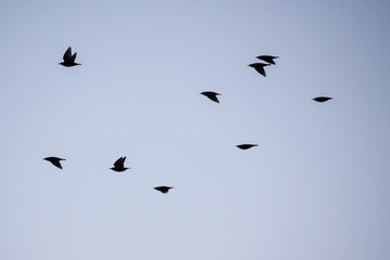 Crowd of common starling birds (Sturnus vulgaris) flying , during spring migration.