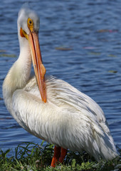 white pelican 