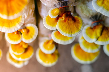 Lingzhi mushroom in organics farm, select focus.