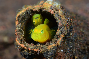 Underwater world - Yellow pygmy-goby - Lubricogobius exiguus. Diving, macro photography. Tulamben, Bali, Indonesia.