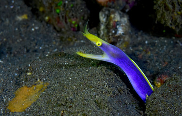 Amazing underwater world - Ribbon Eel (Rhinomuraena quaesita). Diving, macro underwater photography. Tulamben, Bali, Indonesia.