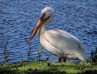 pelican on the beach
