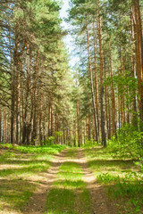 Fototapeta na wymiar Summer green beautiful forest landscape with road. Beautiful green sunny day in the woods. Vertical