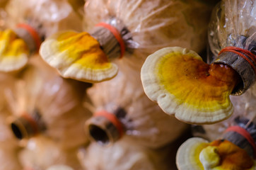 Lingzhi mushroom in organics farm, select focus.