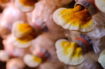 Lingzhi mushroom in organics farm, select focus.