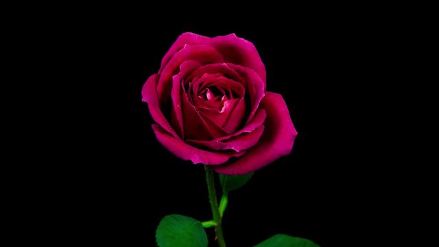 Timelapse of a purple rose flower blooming on black background