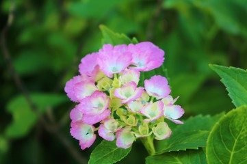 花　アサガオ　梅雨　杤木