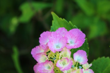 花　アサガオ　梅雨　杤木