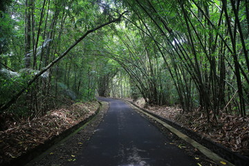 Bamboo at Penglipuran Village, Bali, Indonesia
