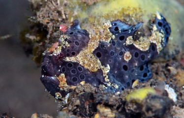 Amazing underwater world - Painted frogfish - Antennarius pictus. Tulamben, Bali, Indonesia.