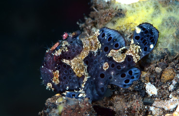 Fototapeta premium Amazing underwater world - Painted frogfish - Antennarius pictus. Tulamben, Bali, Indonesia.