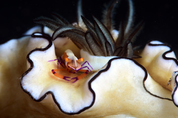 Emperor Shrimp is riding on a nudibranch. Diving, undrewater macro photography. Tulamben, Bali, Indonesia.