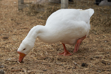 White goose walking on the farm