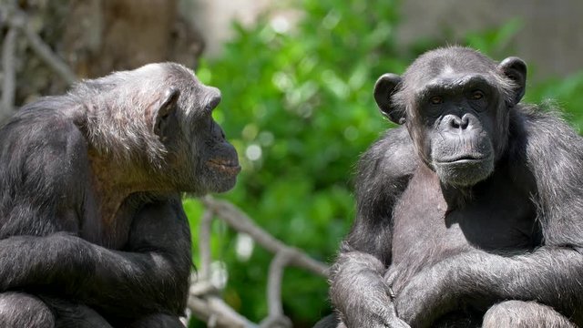 Two chimpanzees are sitting next to each other and looking sadly during a bright sunny day against blurred green floral background. UHD