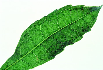 秋の落ち葉のアップ写真