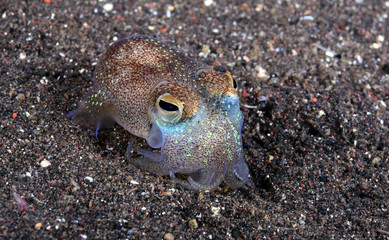 Obraz premium Amazing underwater world - Sepiadarium kochi - White-eyed bobtail squid. Tulamben, Bali, Indonesia.
