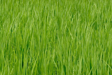 夏の成長期の稲の畑