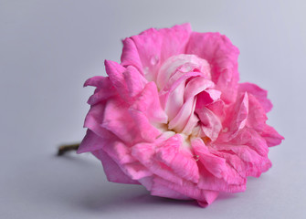 close on a beautiful pink rose flower cut on grey background