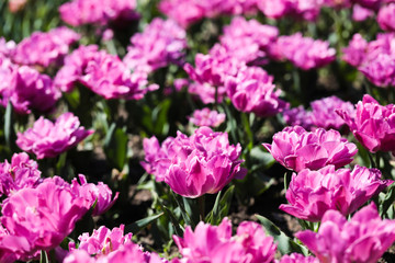 Fototapeta premium Beautiful bouquet of tulips nature background.