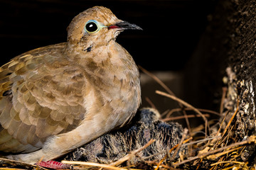 Baby birds in a nest tucked away in the rafters of a porch.  The mother is feeding and warming the several week old babies.