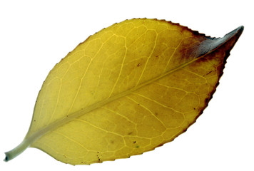秋の落ち葉のアップ写真