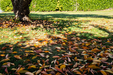 Beautiful autumn trees with falling leaves on the ground.