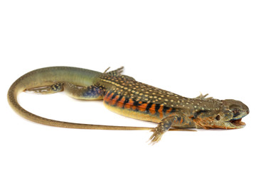 The asia iguana or Butterfly lizards isolate on white Background