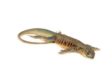 Naklejka premium The asia iguana or Butterfly lizards isolate on white Background