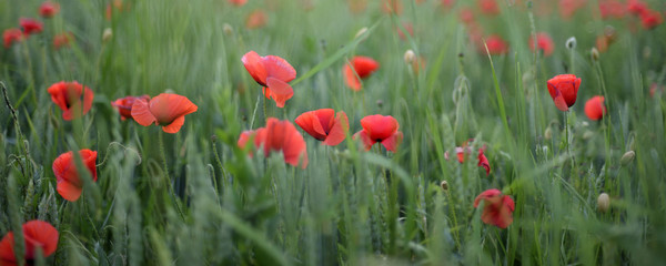 Obraz premium Wheat field with poppies, summer banner background